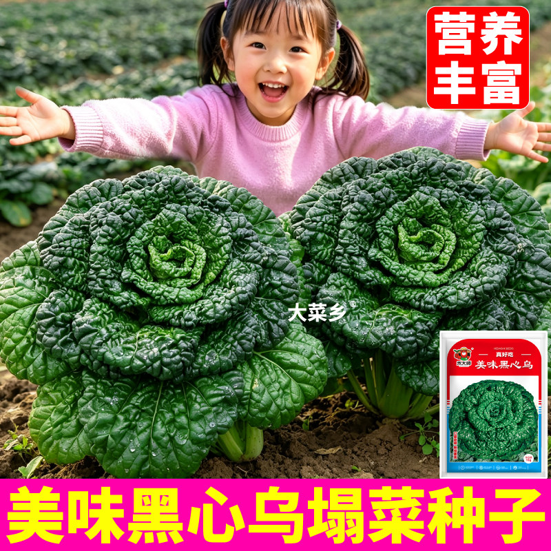 黑心乌塌菜种子矮株耐寒越冬黑菜黄心乌塌菜蔬菜种籽农家田园