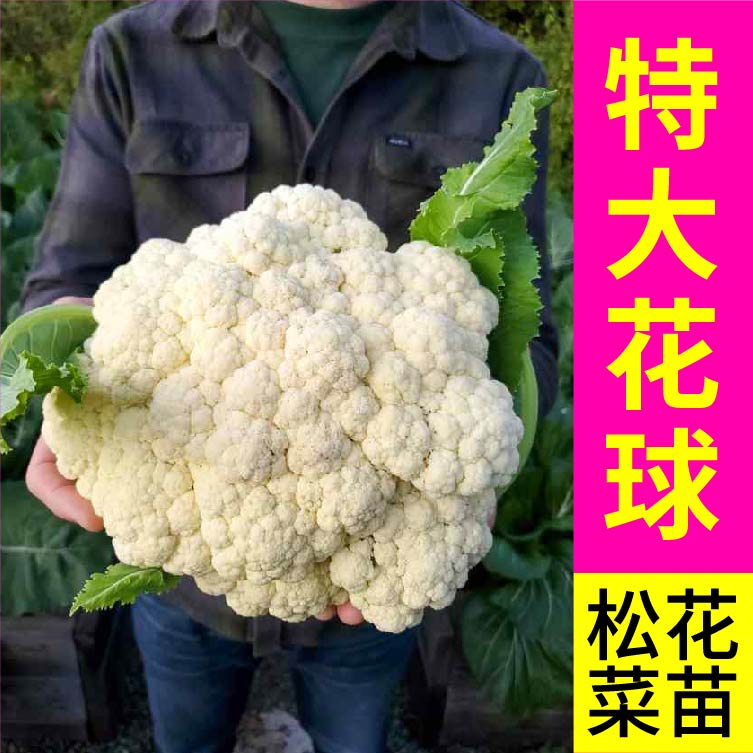 大菜乡四季盆栽松花菜苗秧