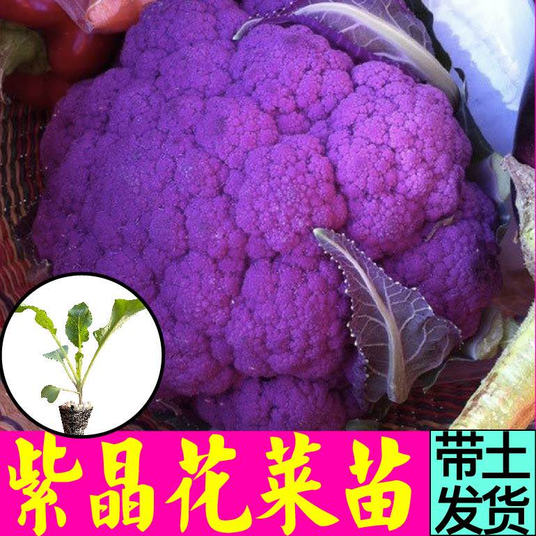 大菜乡四季盆栽紫花菜苗秧