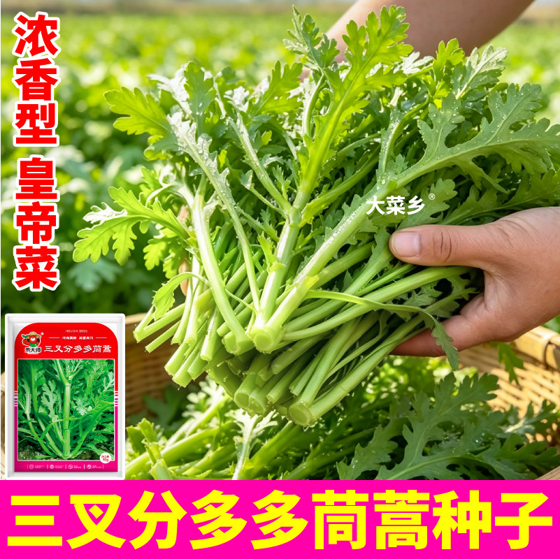 三叉分多多茼蒿种子连续采收高产光杆大叶茼蒿蔬菜种籽农家小院