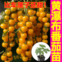 黄瀑布番茄苗秧苗盆栽黄珍珠金玲珑圣女果种子四季高产串收西红柿