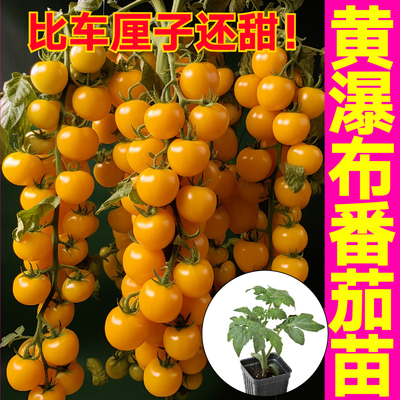 黄瀑布番茄苗秧苗盆栽黄珍珠金玲珑圣女果种子四季高产串收西红柿