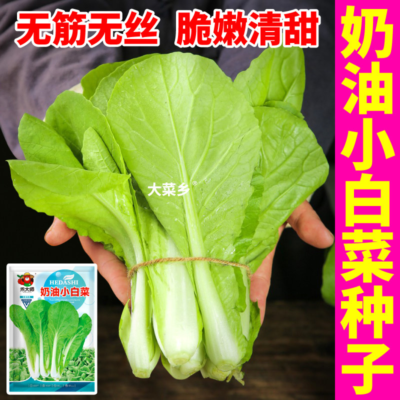 四季速生奶油小白菜种子阳台盆栽