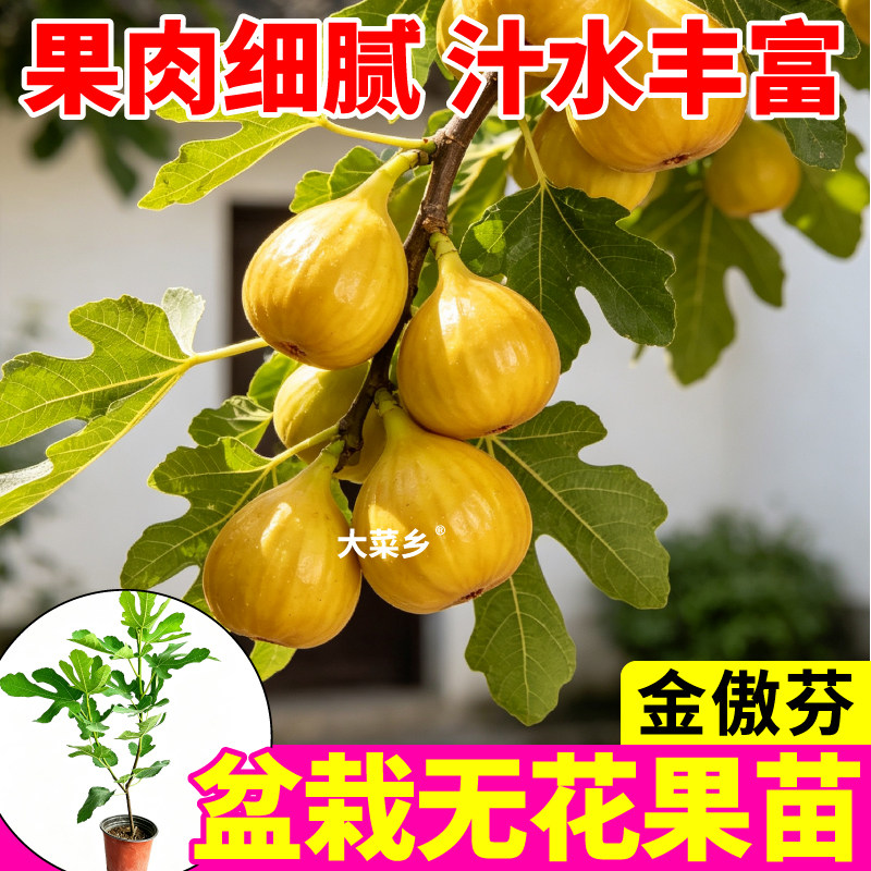 金傲芬无花果树苗盆栽波姬红青皮斯特拉无花果盆栽苗寿光直发