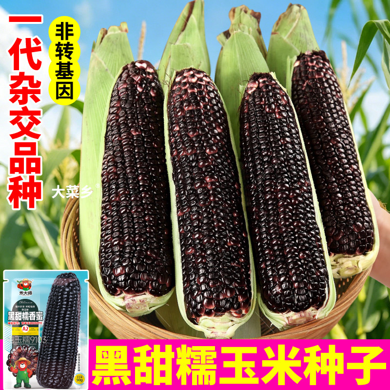 大棒黑甜糯玉米种子早熟高产白黄玉米苞米黏棒槌种籽春秋播种大田