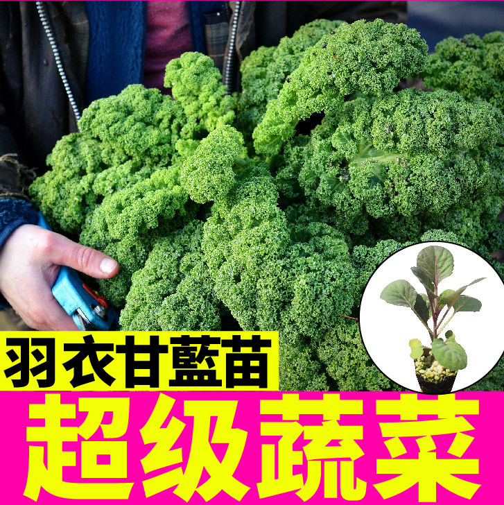 蔬菜皇后绿羽衣甘蓝秧苗幼苗带土球耐热耐寒紫羽粉羽种子四季春秋