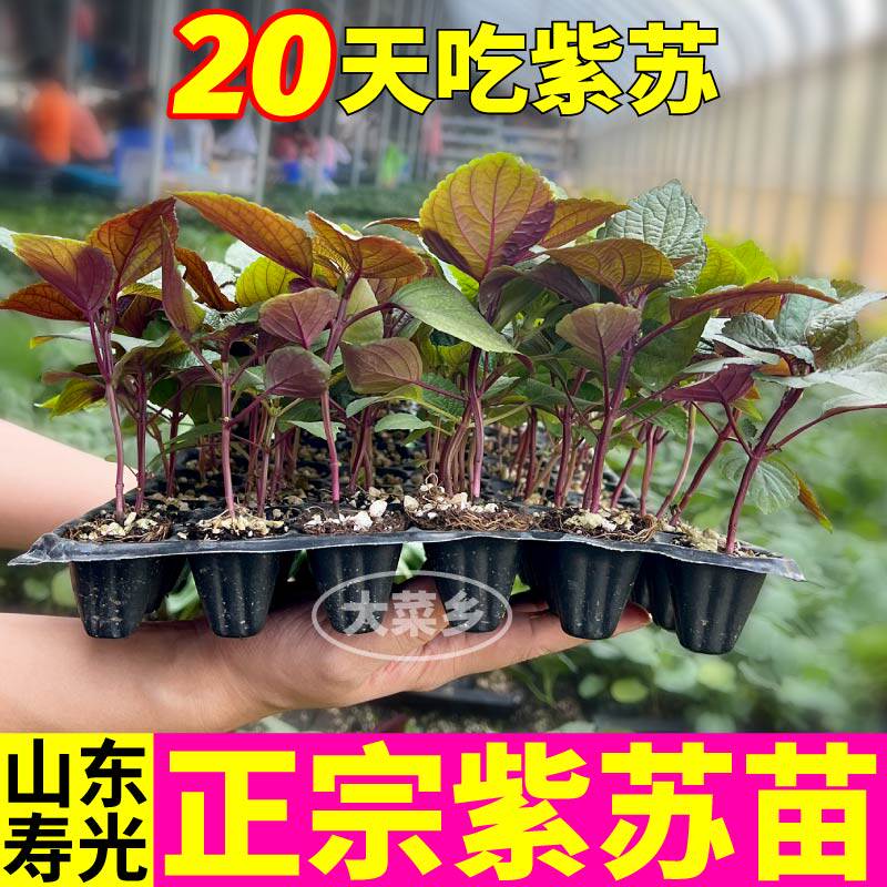 正宗紫苏苗秧四季盆栽味浓