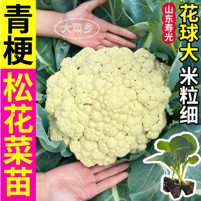 青梗松花菜秧苗西兰花紫花菜种子甘蓝卷心菜种子盆栽院四季带土球