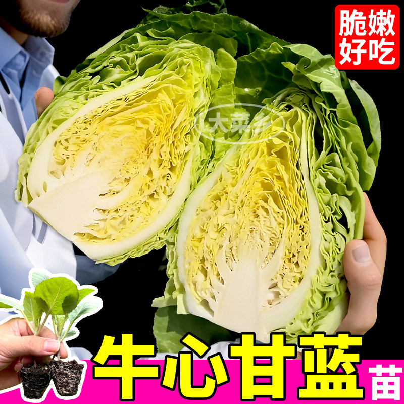 寿光牛心甘蓝苗秧四季高产