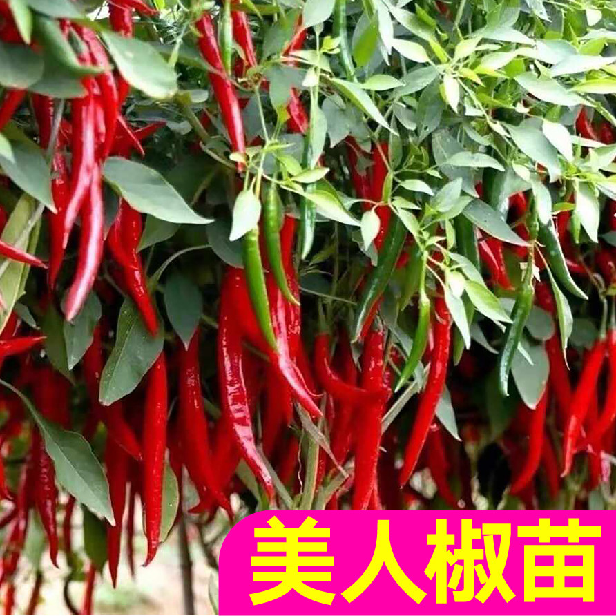 山东寿光香辣美人椒苗秧带土球干鲜两用杭椒线椒小米辣椒种子盆栽