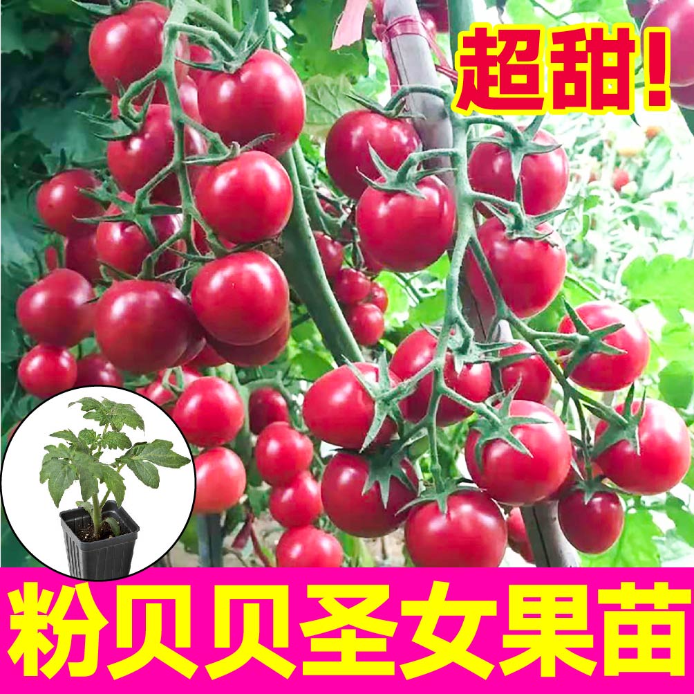 粉贝贝圣女果苗秧四季盆栽带土球