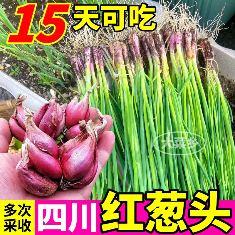 反复采收正宗四川红葱头新鲜小香葱粒粒饱满四季阳台盆栽小院高产