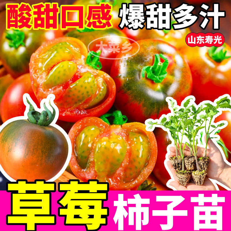 正宗草莓柿子番茄苗秧口感好