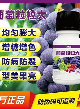 葡萄粒粒大均匀膨大增糖增色天叶迎防病防裂 型美果亮