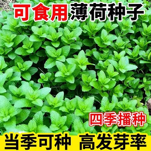 薄荷种籽子可食用四季苗秧种子香水留兰香猫薄荷驱蚊室内阳台盆栽