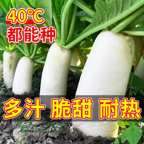夏季白玉萝卜种子四季早熟圆白萝卜耐热萝卜籽春秋播农家蔬菜种子