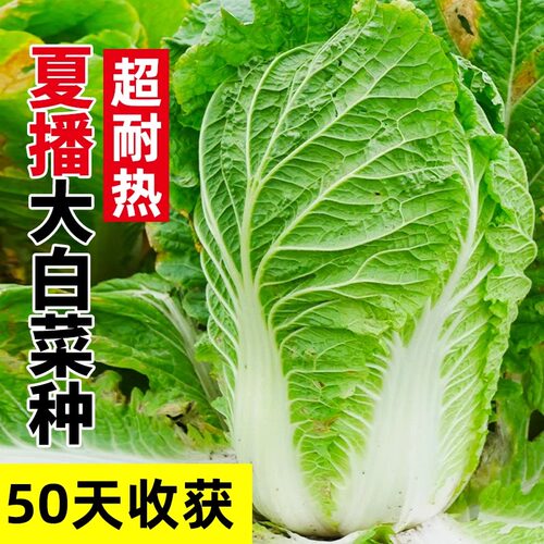 夏阳大白菜种子夏天种的黄心菜50天早熟抗热耐高温夏季蔬菜种籽孑