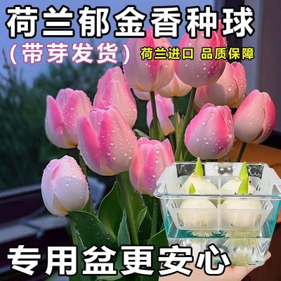 郁金香种球水培植物进口5度球桌面盆栽花卉种子阳台耐寒好养