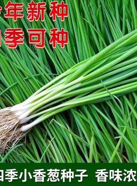 四季小香葱种子红葱种籽盆栽葱头蒜种籽苗阳台庭院火分葱蔬菜种孑
