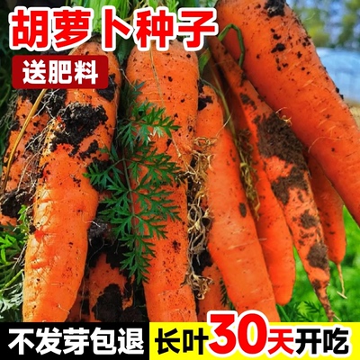 九寸参胡萝卜种子四季耐热甜脆高产红芯糖芯水果萝卜蔬菜种子