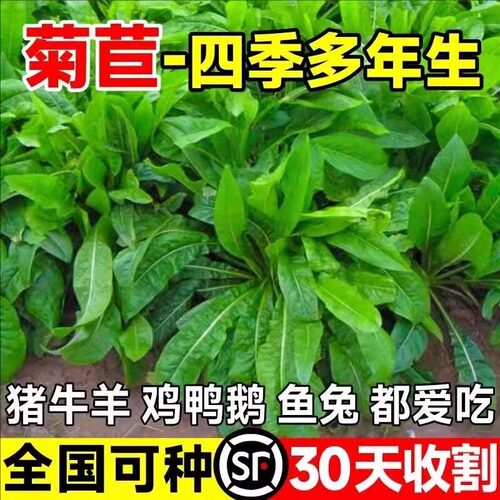 将军大叶菊苣种籽多年生牧草种子四季养殖喂猪鸭鹅鸡兔牛羊猪草籽