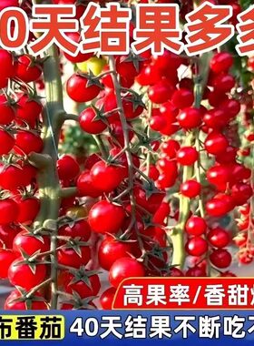 香甜瀑布小番茄种子圣女果樱桃西红柿籽四季阳台盆栽蔬菜种子大全