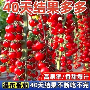 阳台盆栽蔬菜种子大全 香甜瀑布小番茄种子圣女果樱桃西红柿籽四季