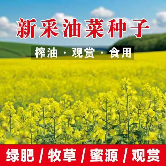 花卉花籽油菜花种子室外观赏