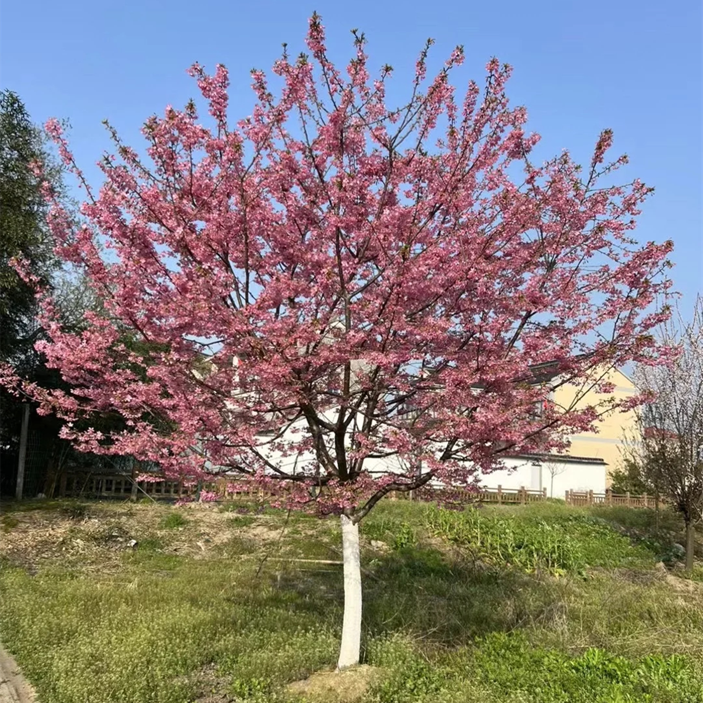 樱花树苗庭院种植高档四季绿化耐寒风景树地栽耐寒花卉绿植物