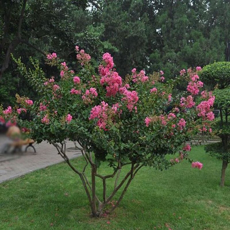 丛生紫薇树苗庭院种植大型紫薇花盆栽美国红火箭绿化风景树苗耐寒