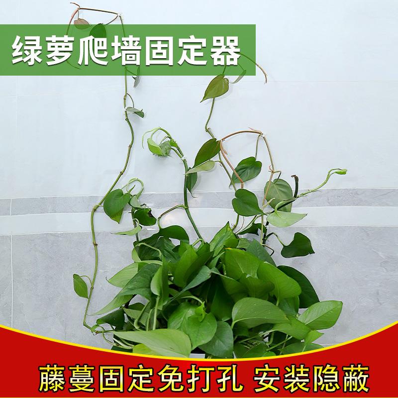 绿萝爬墙神器绿箩固定爬上固定夹攀爬挂钩绿罗扣环无痕绿植固定器