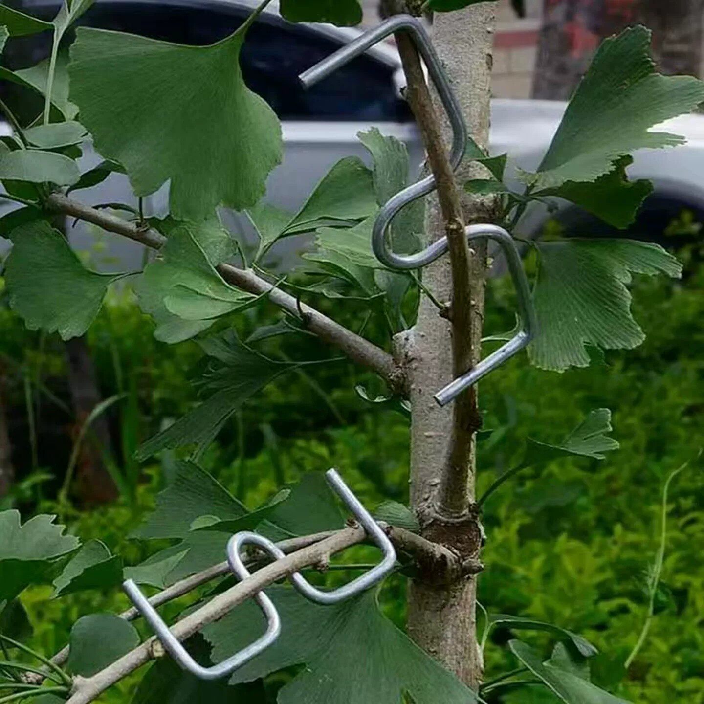 果树压枝神器m型拉枝枝条弯枝器
