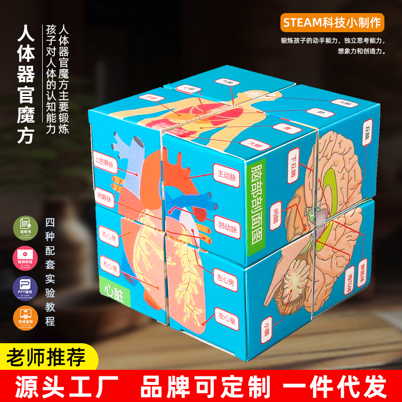 人体器官拼图模型认知拼图模块科技小制作内脏拼装科学实验教具