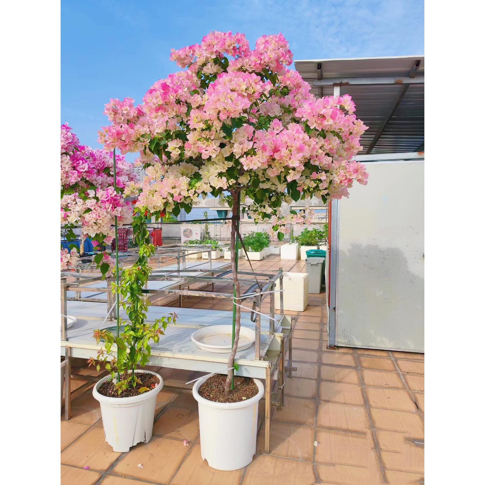 三角梅带花盆栽绿樱爬藤重瓣老桩原生大苗红樱庭院植物四季开花