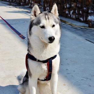 牛仔宠物牵引绳胸背带牵引带胸背套狗绳子中大型犬链子狗链子