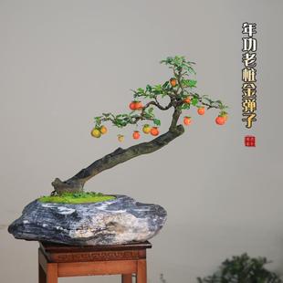 金弹子母桩红果盆景一物一拍精品盆栽熟桩带果客厅老鸦柿绿植礼品