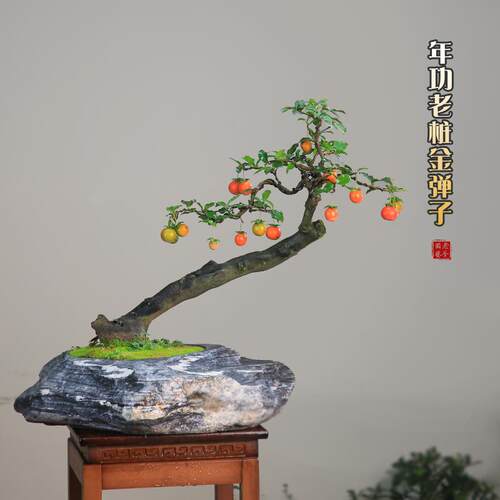 金弹子母桩红果盆景一物一拍精品盆栽熟桩带果客厅老鸦柿绿植礼品