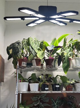 植物补光家用室内开花可折叠热植全光谱ILED植物生长灯仿太阳光