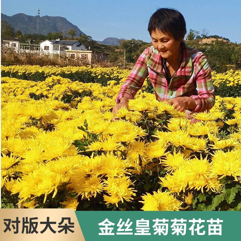菊花苗金丝皇菊种植苗盆栽地栽金丝皇菊苗观赏食用种苗家用基地苗