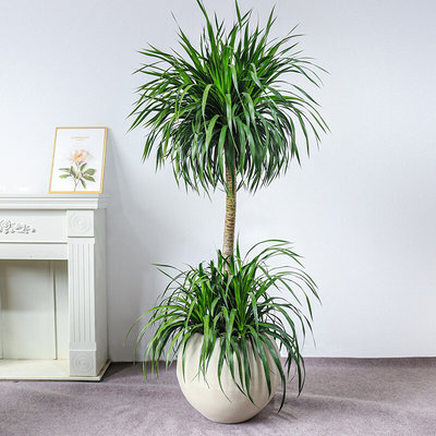 龙血树绿植龙须树棒棒糖工业风复古简约净化空气室内客厅大型植物