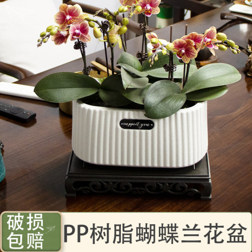 塑料北欧风绿萝吊兰蝴蝶兰花盆