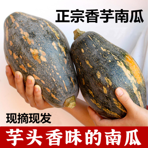 【芋头味的南瓜】香芋南瓜现摘