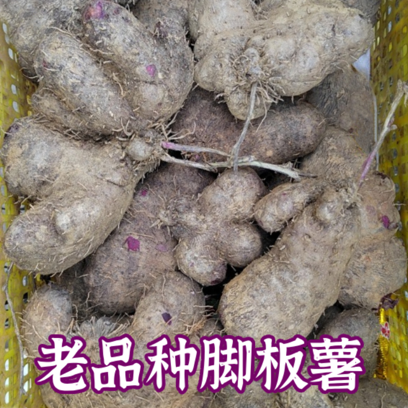 【小时候的味道】广西农家脚板薯