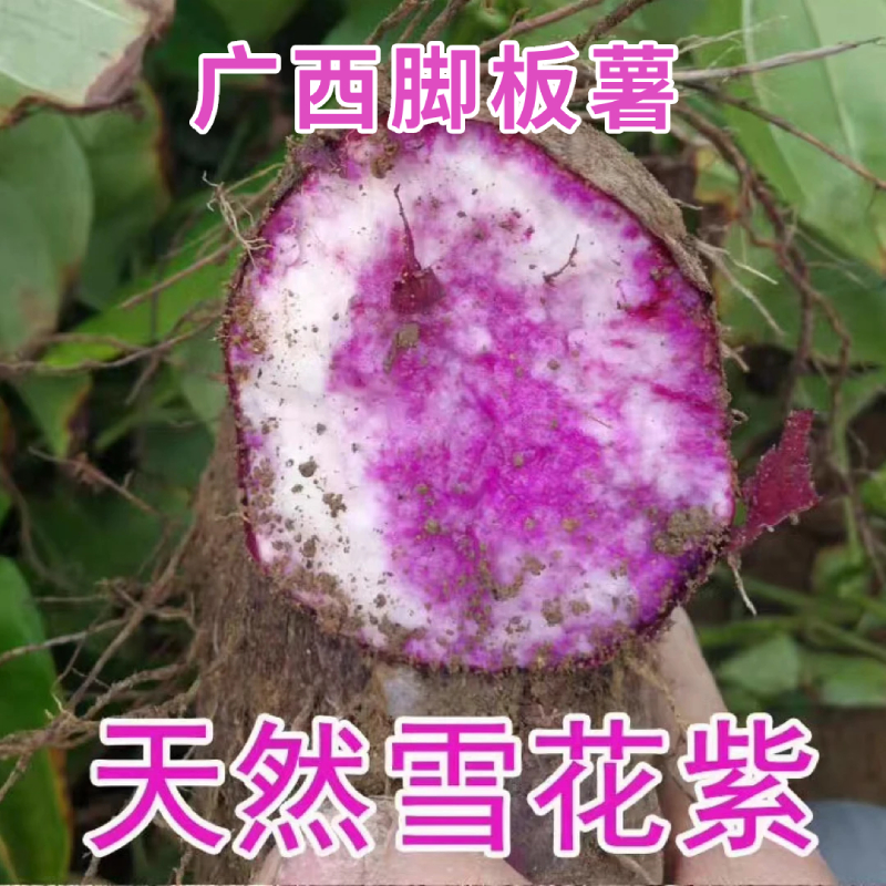 【农家自种】广西脚板薯紫山药