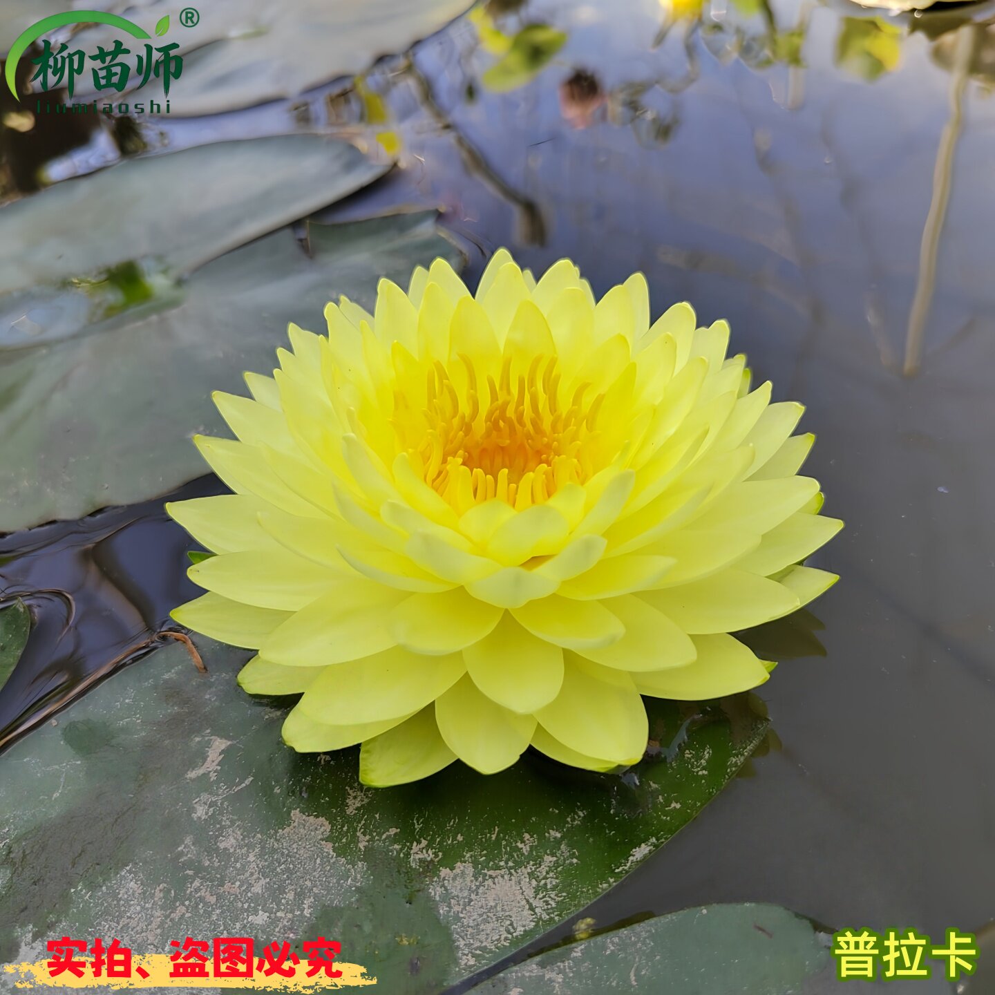 睡莲水培植物普拉卡品种盆栽莲花