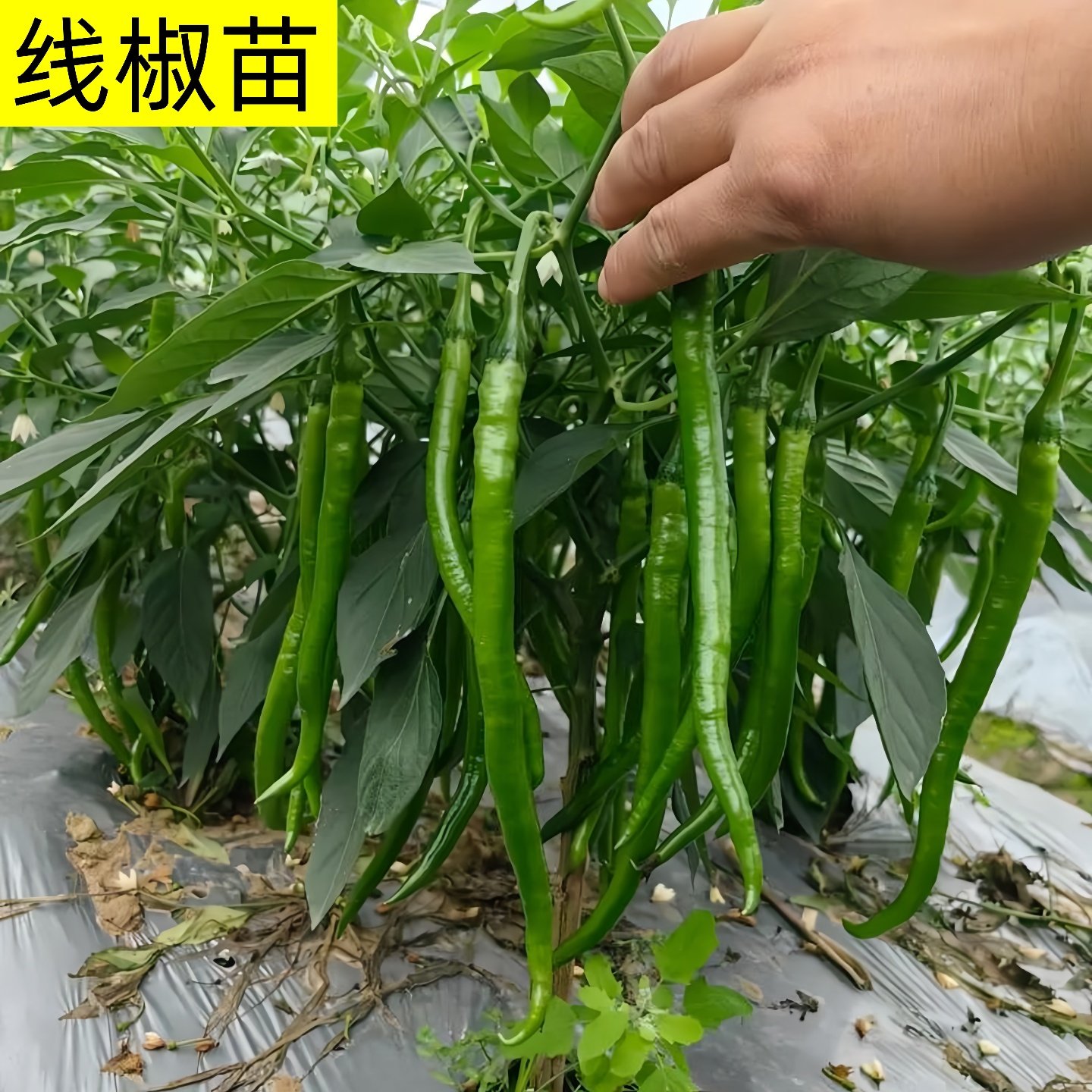 高产线椒秧苗香辣二荆条辣椒苗蔬菜苗春秋特长超辣红线椒阳台盆栽,鲜花速递/花卉仿真/绿植园艺,种苗/半成品盆栽,淘宝优惠券,粉丝福利购,淘宝优惠卷