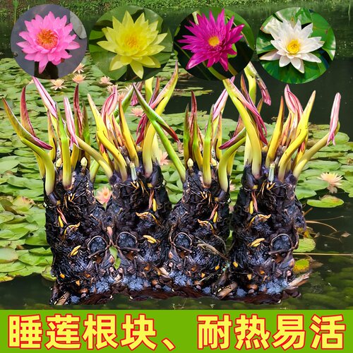 睡莲根块带芽包成活无土水培植物
