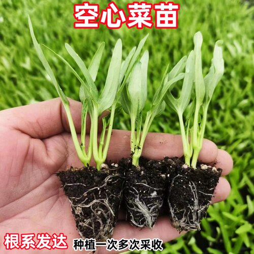 三叉空心菜苗带根带土本地老品种四季蔬菜苗大全菜秧种籽秧苗柳叶