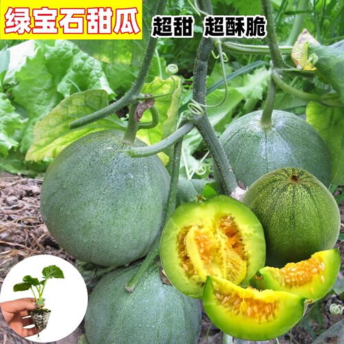 绿宝石甜瓜苗正品香瓜秧苗带土发
