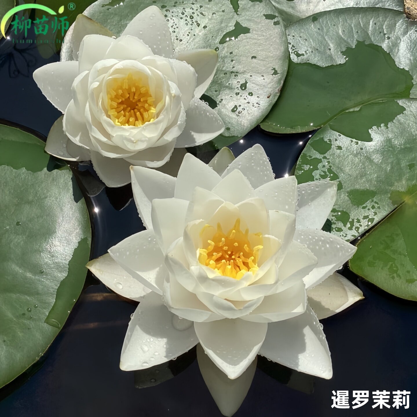 暹罗茉莉水养植物盆栽花卉睡莲花